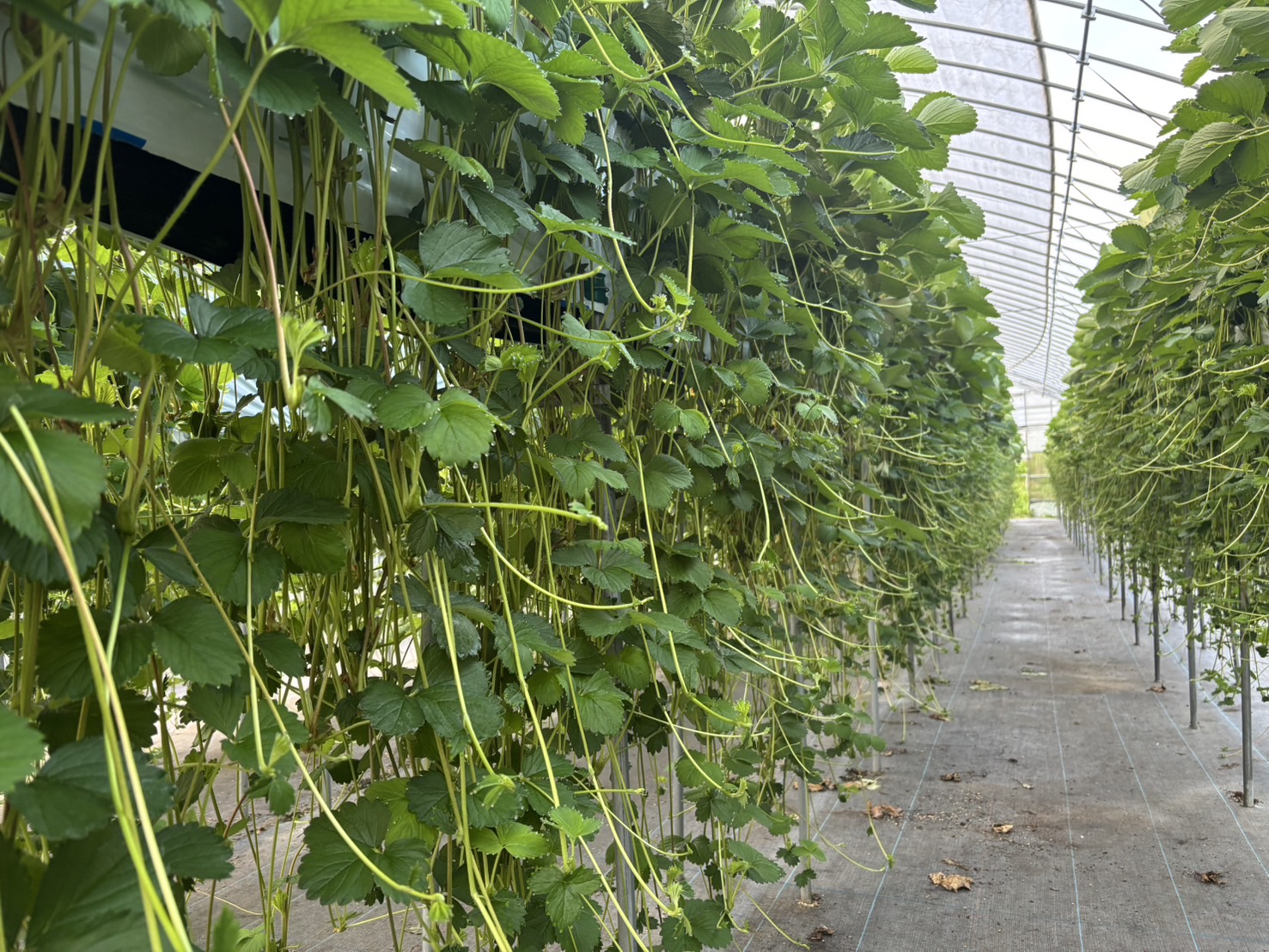 紅ほっぺのいちご苗(定植前)