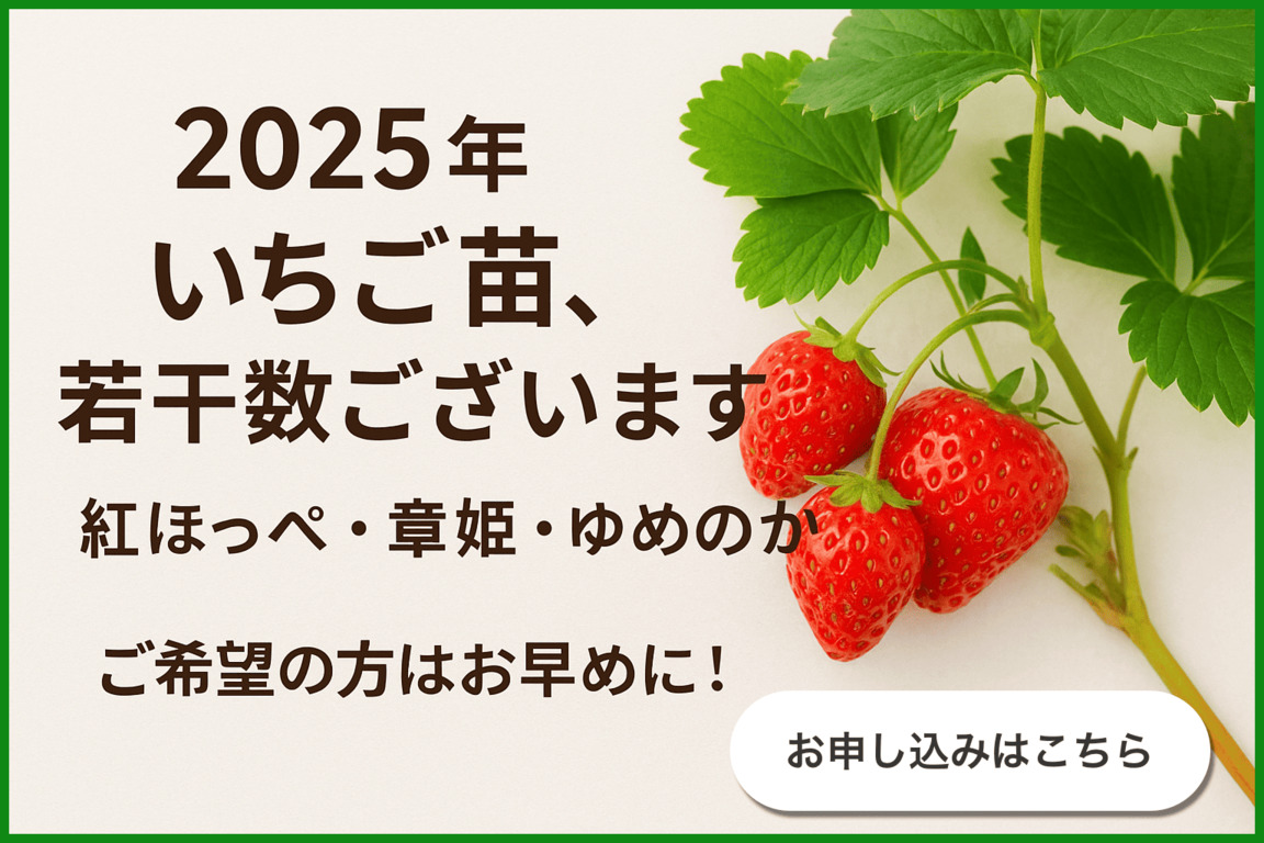 いちご苗の販売