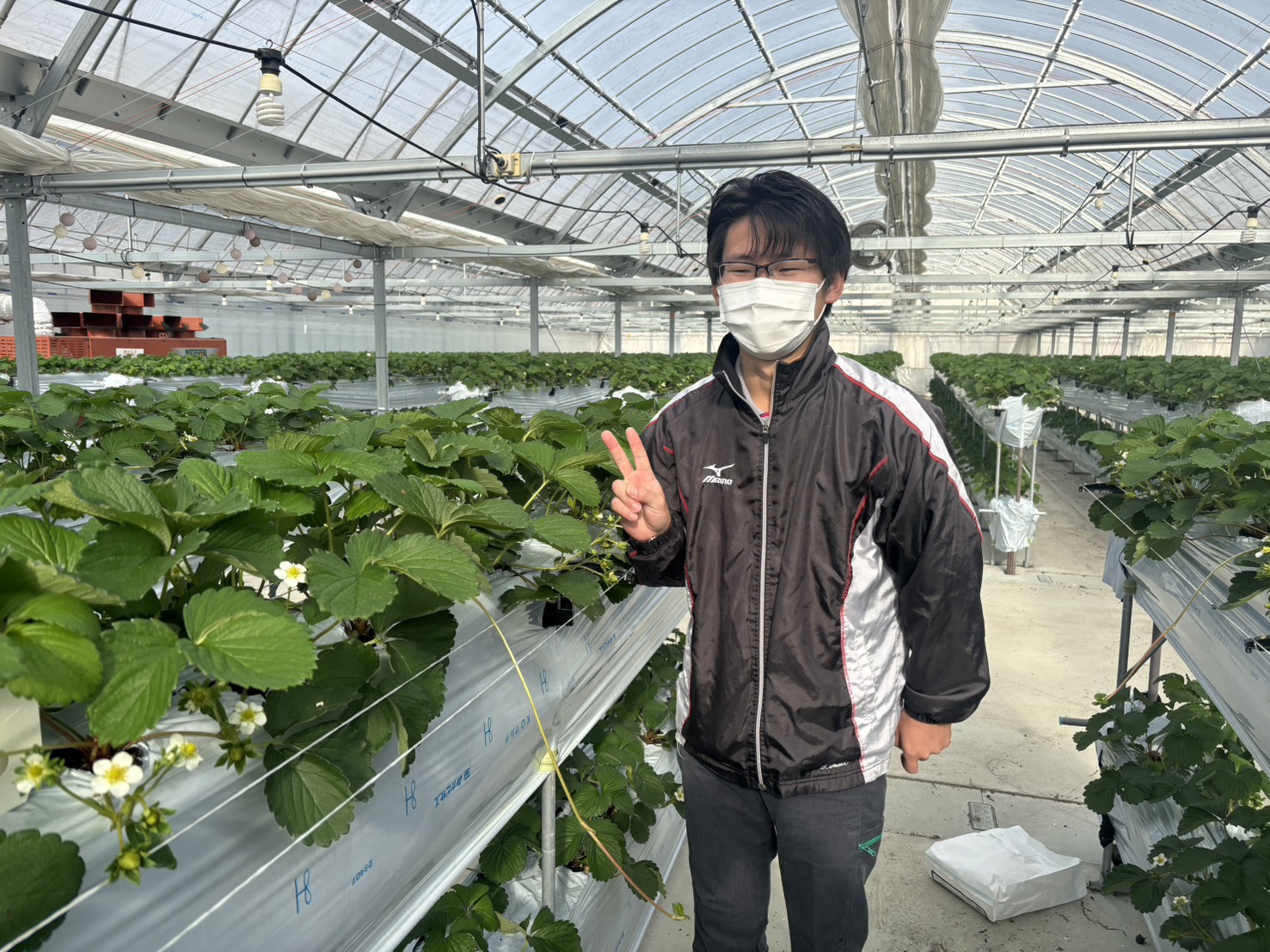 市野園芸のいちご苗の様子