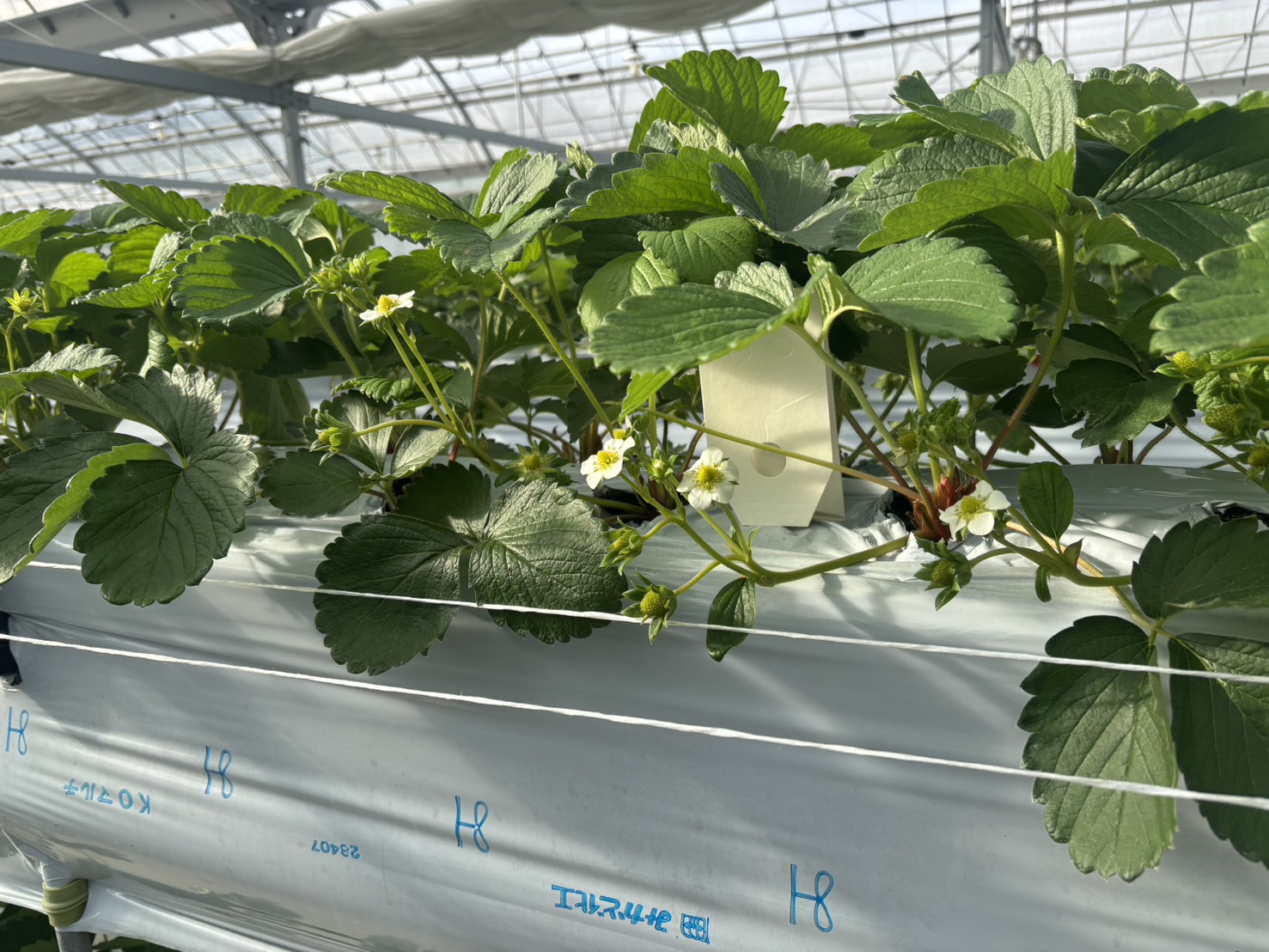 いちごの花が咲いた様子