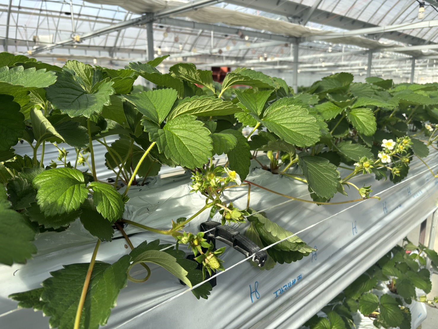 いちごの花が咲いた様子