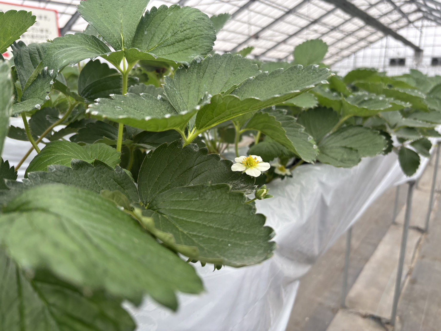 いちごの花が咲いた様子