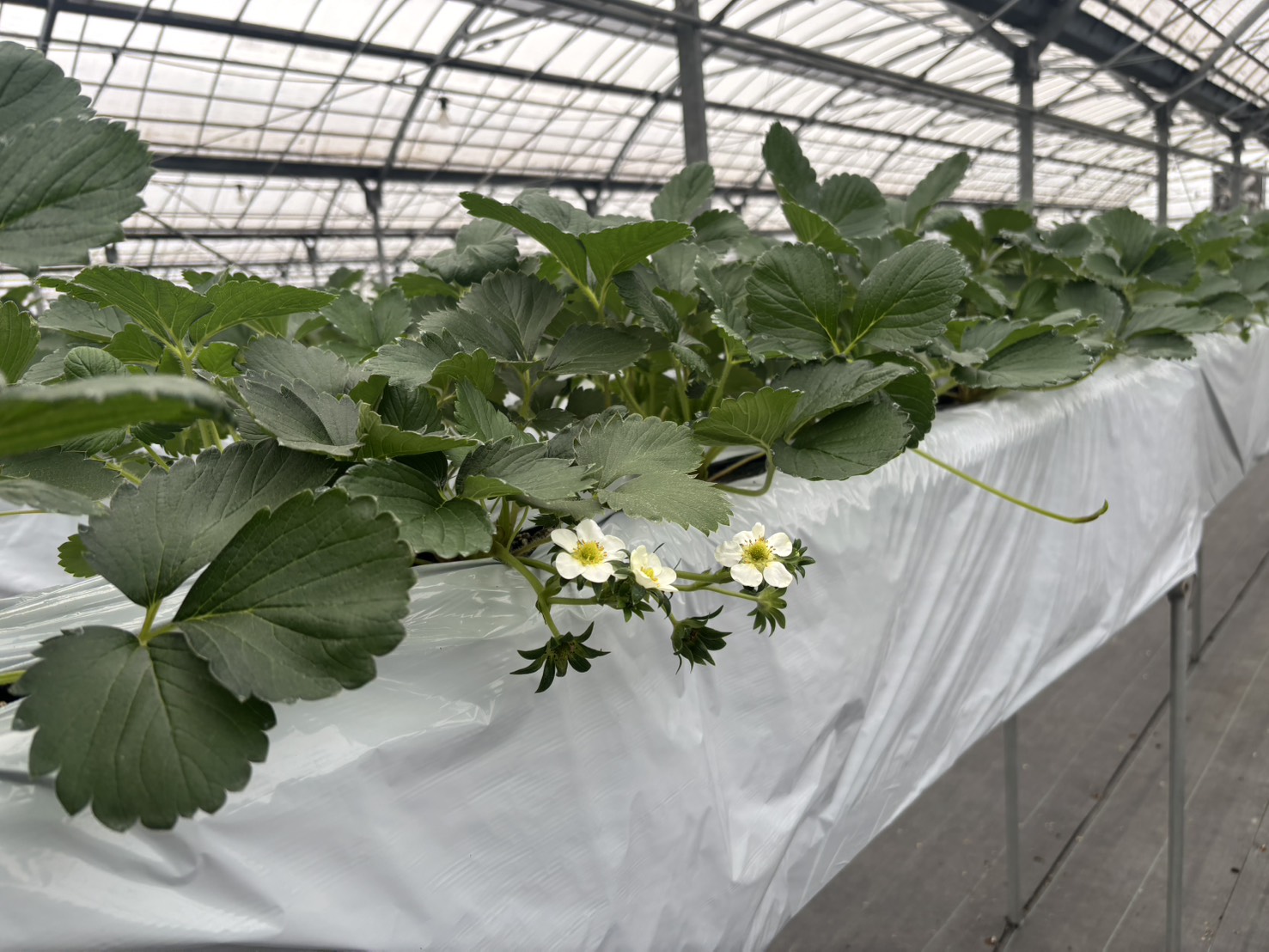 いちごの花が咲いた様子